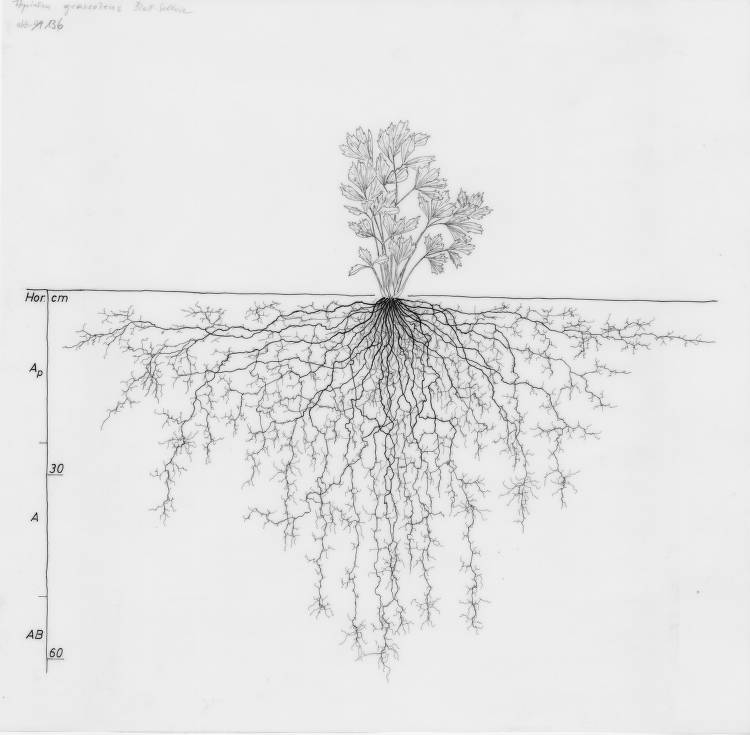 Apium graveolens var. dulce.jpg